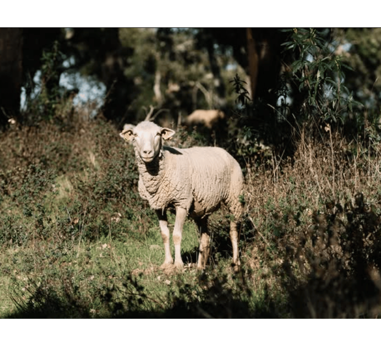 Herdade Aldeia de Cima Garrafeira - bílé víno