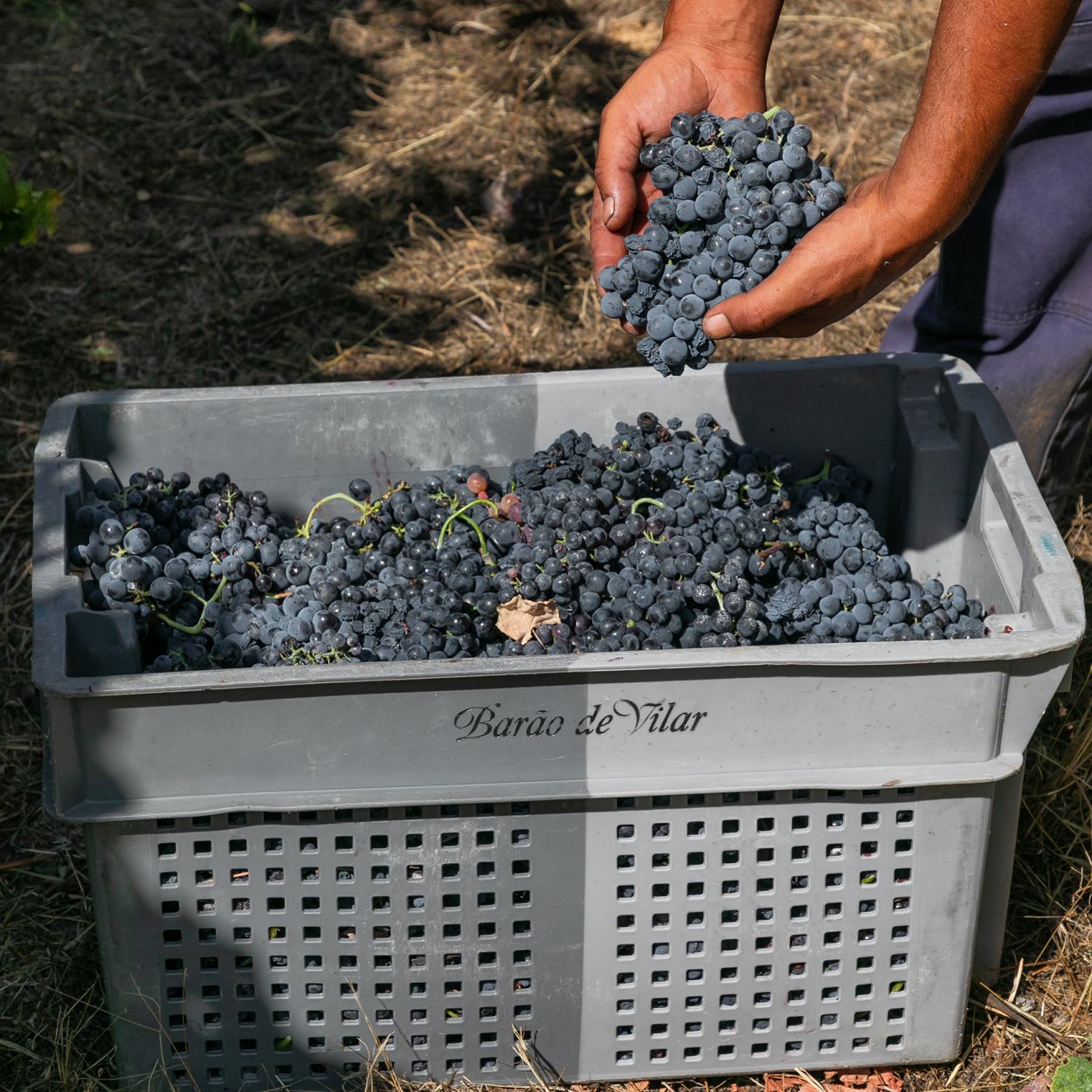 Barao de Vilar Tawny