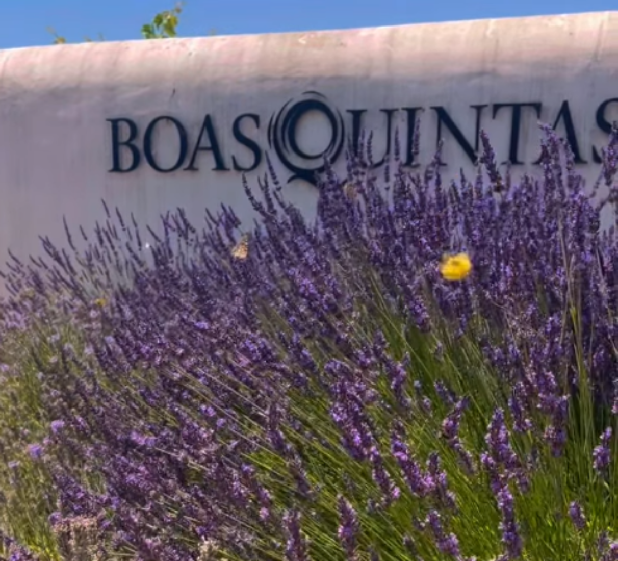 Boas Quintas Juiz de Fora branco 5l