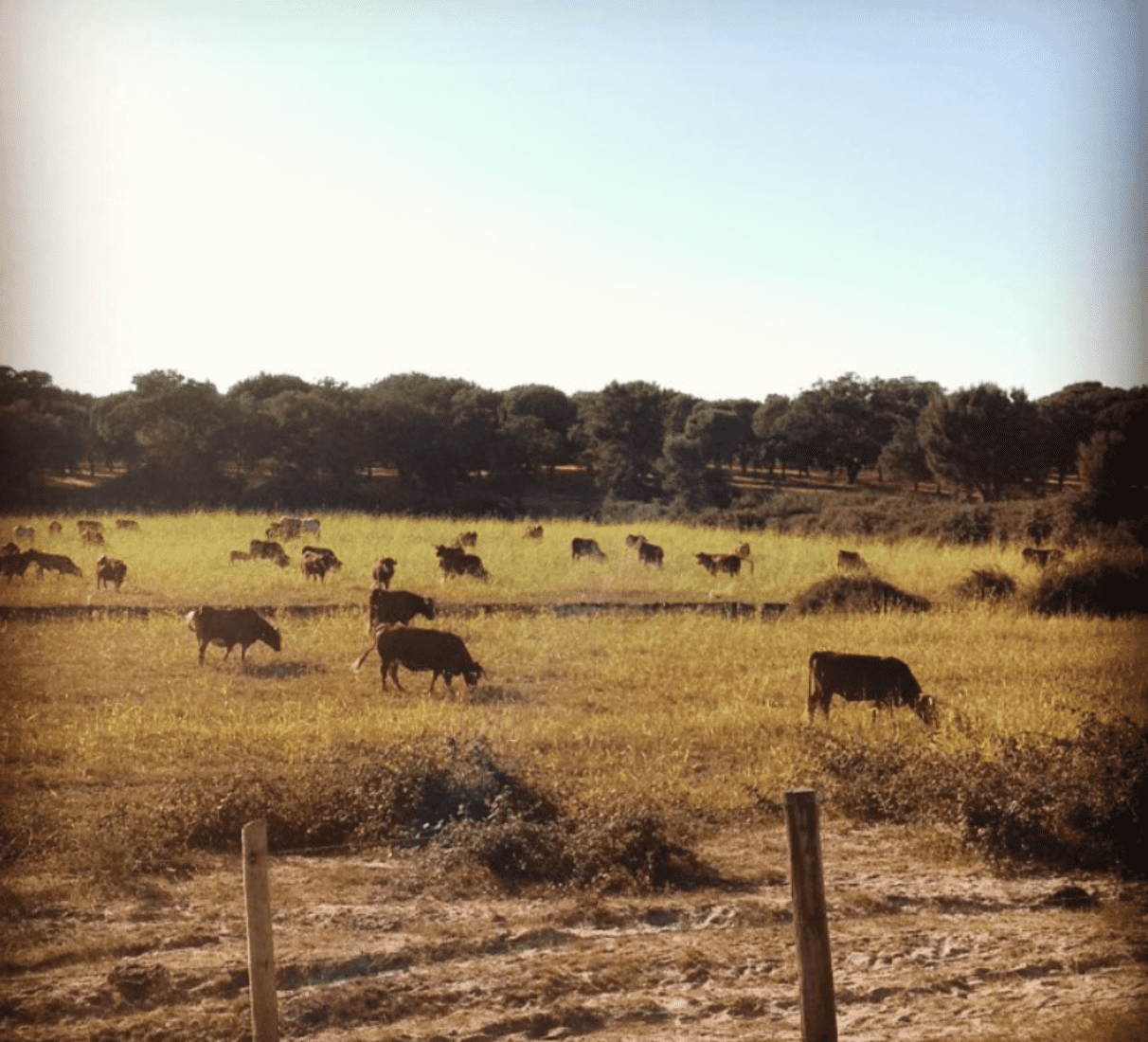 Boas Quintas Herdade de Gambia tinto