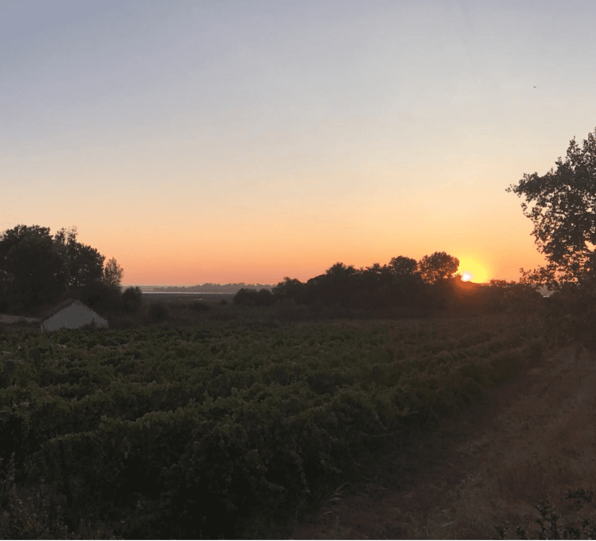 Boas Quintas Herdade de Gambia tinto