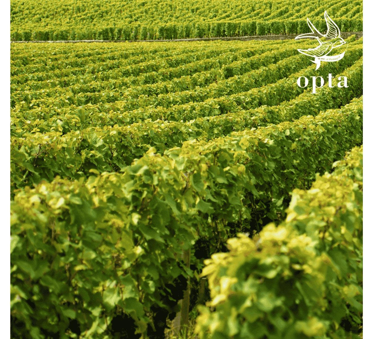 Sekt Boas Quintas Opta Brut