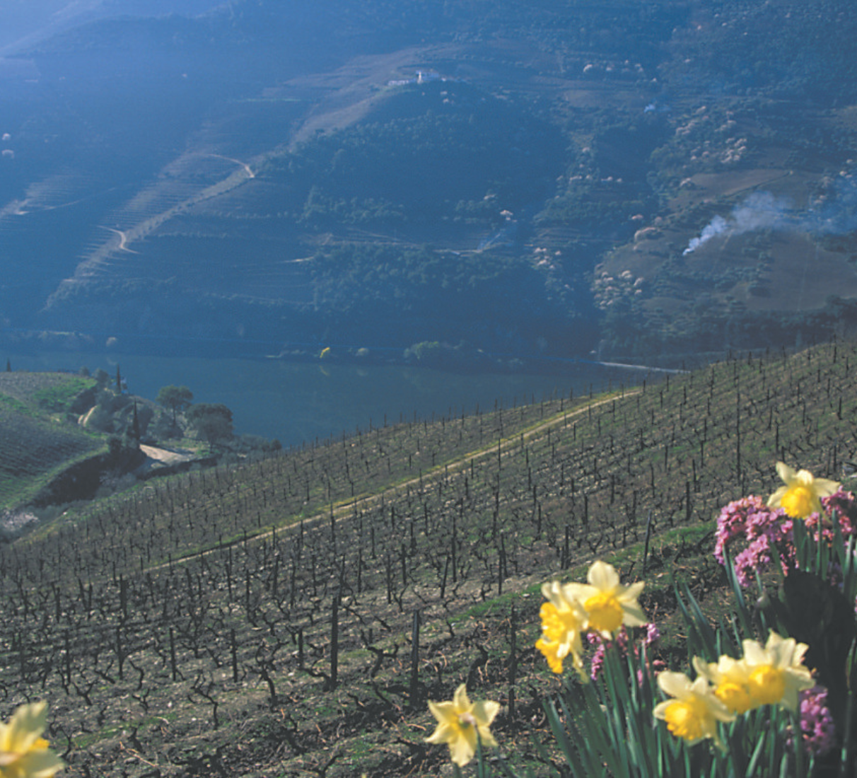 Burmester Tinto