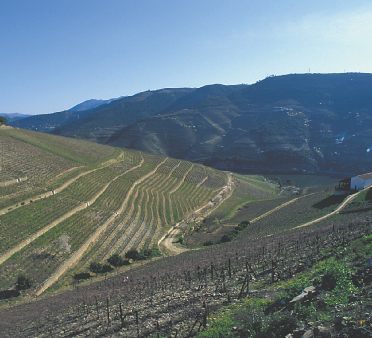 Burmester Casa reserva tinto