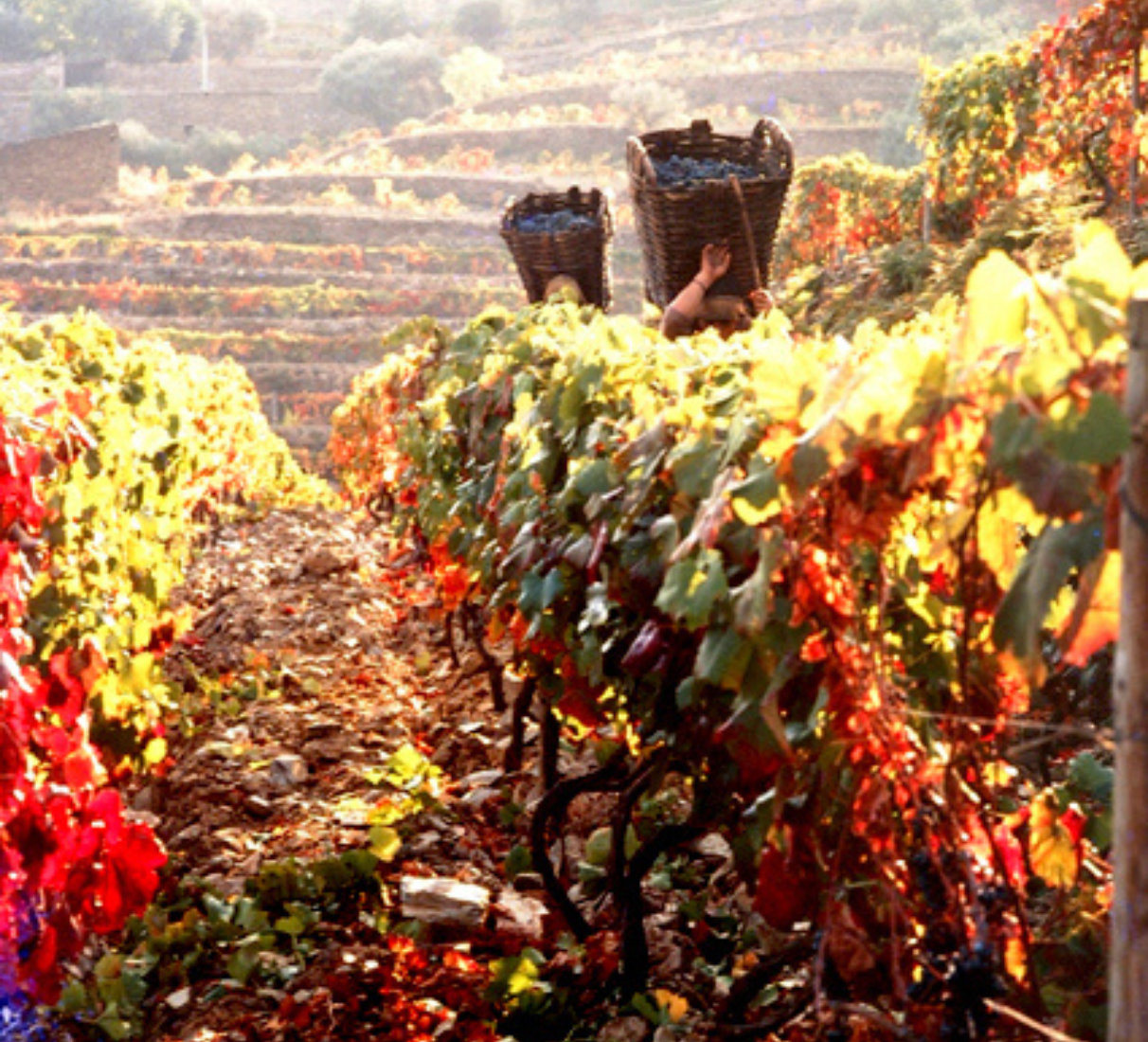 Burmester Casa reserva tinto
