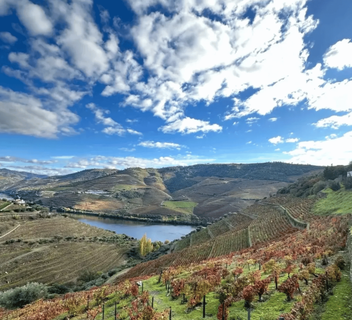 Quinta do Crasto Flor branco - bílé víno