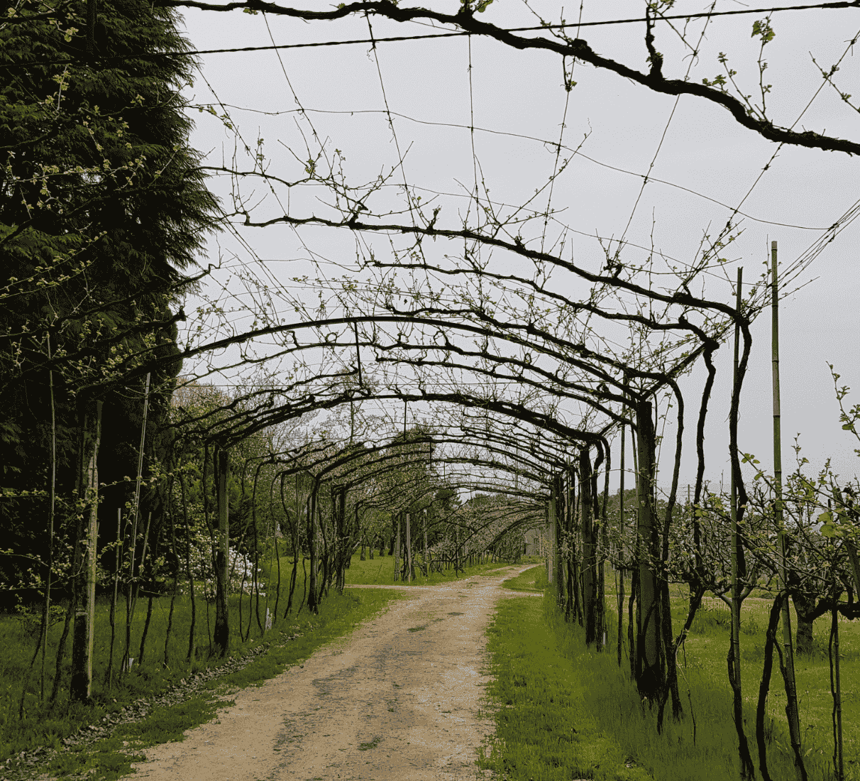 Quinta de Curvos Alvarinho