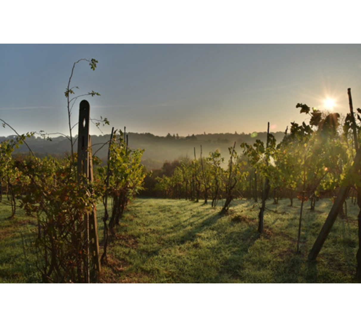 Ermelinda Sandstone Shiraz