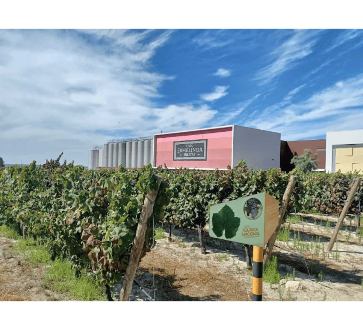 Ermelinda Sandstone Shiraz