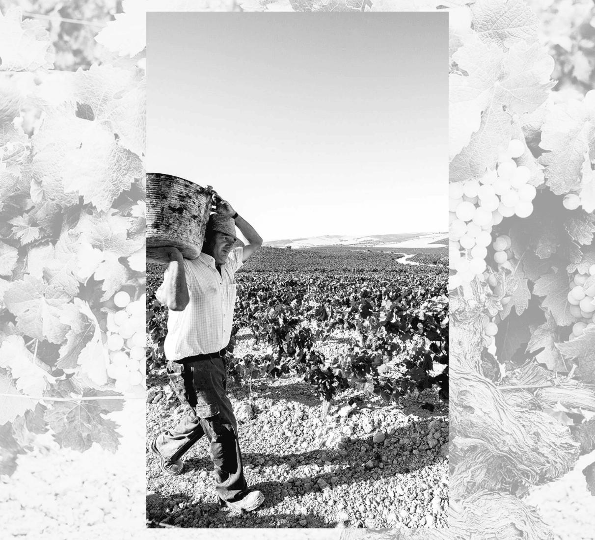 Sherry Fernando de Castilla Pedro Ximenéz