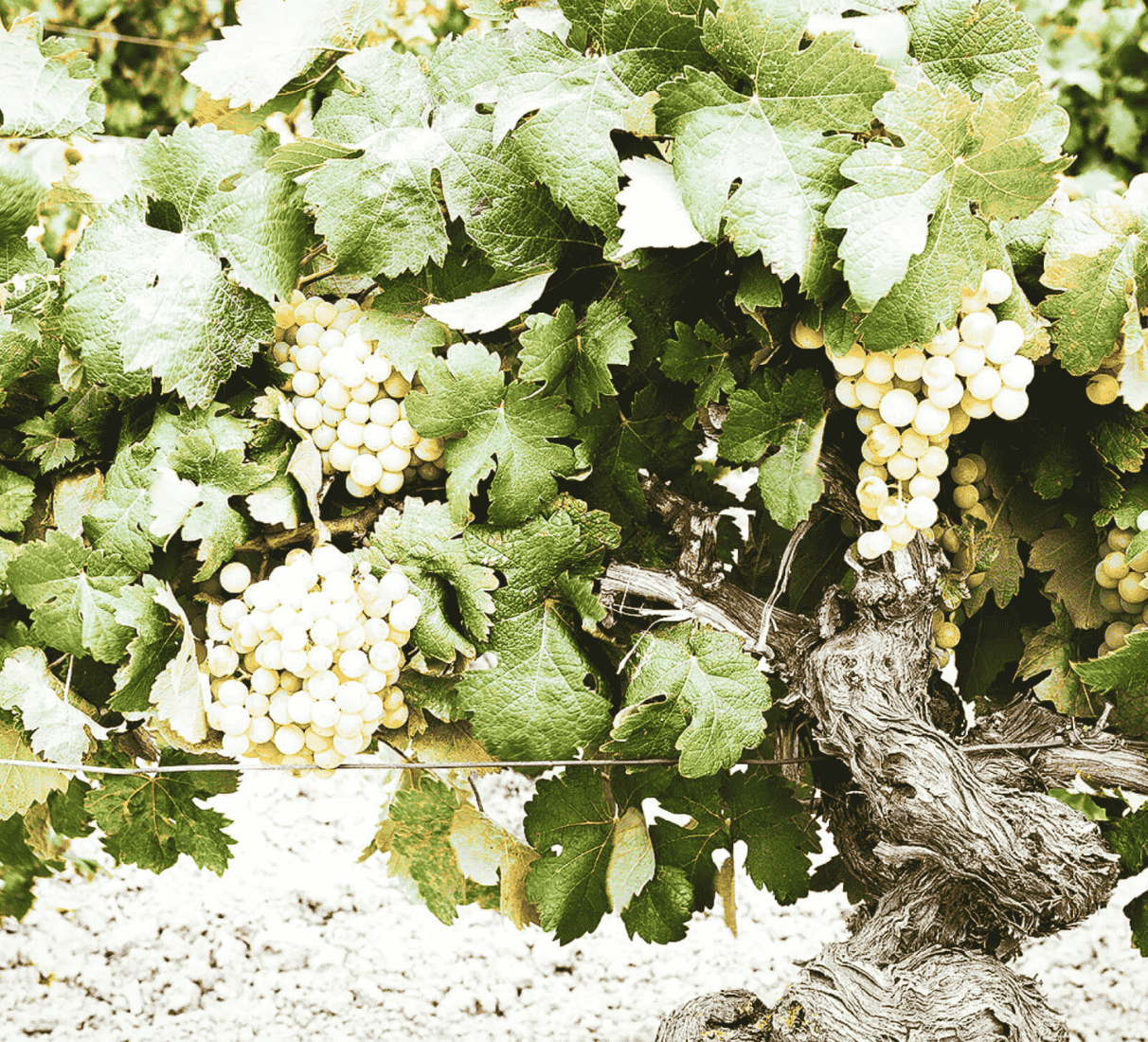 Sherry Fernando de Castilla Pedro Ximenéz