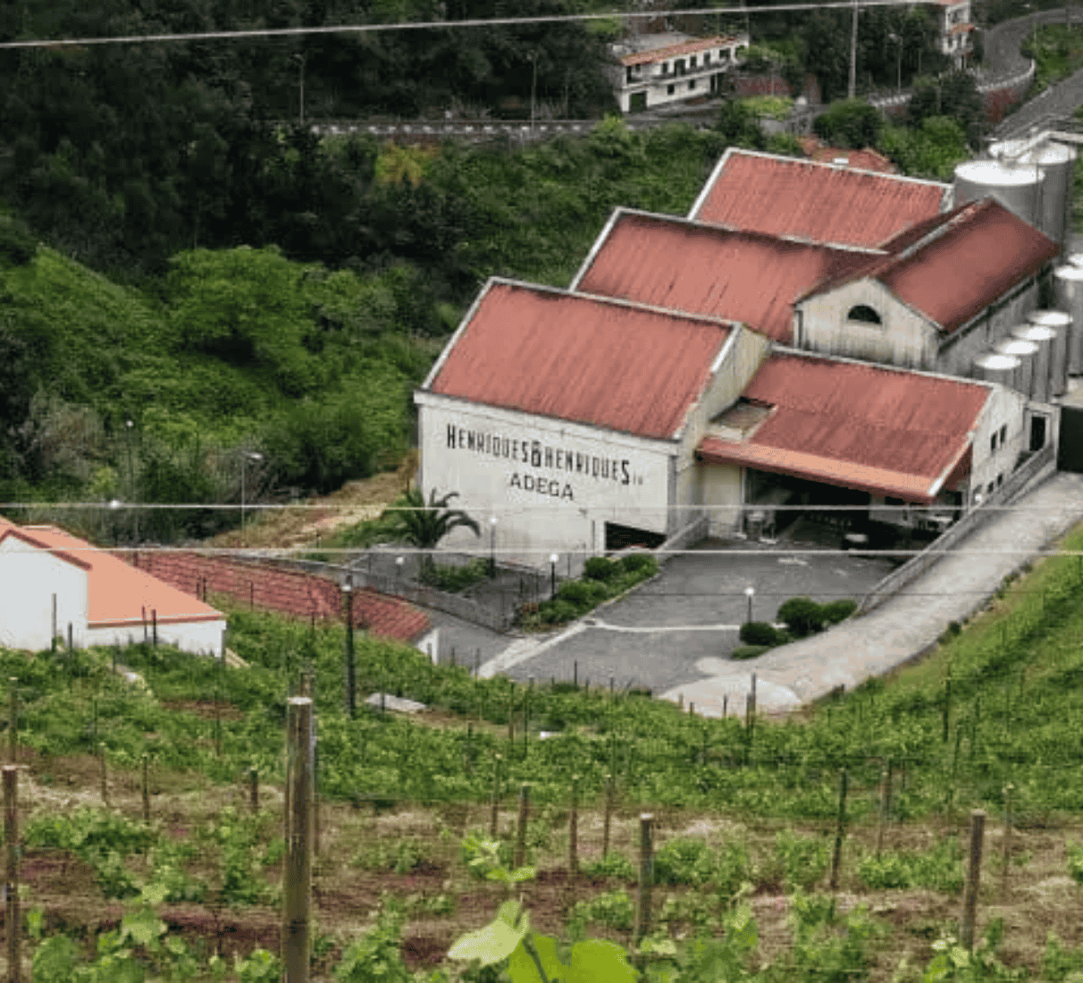 Henriques & Henriques Medium rich 3 y.o.