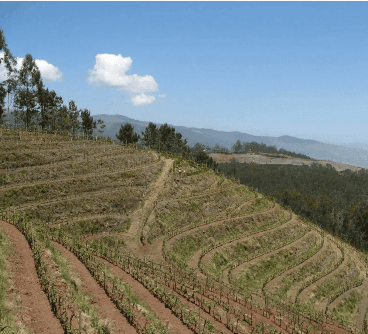 Henriques & Henriques Medium rich 3 y.o.