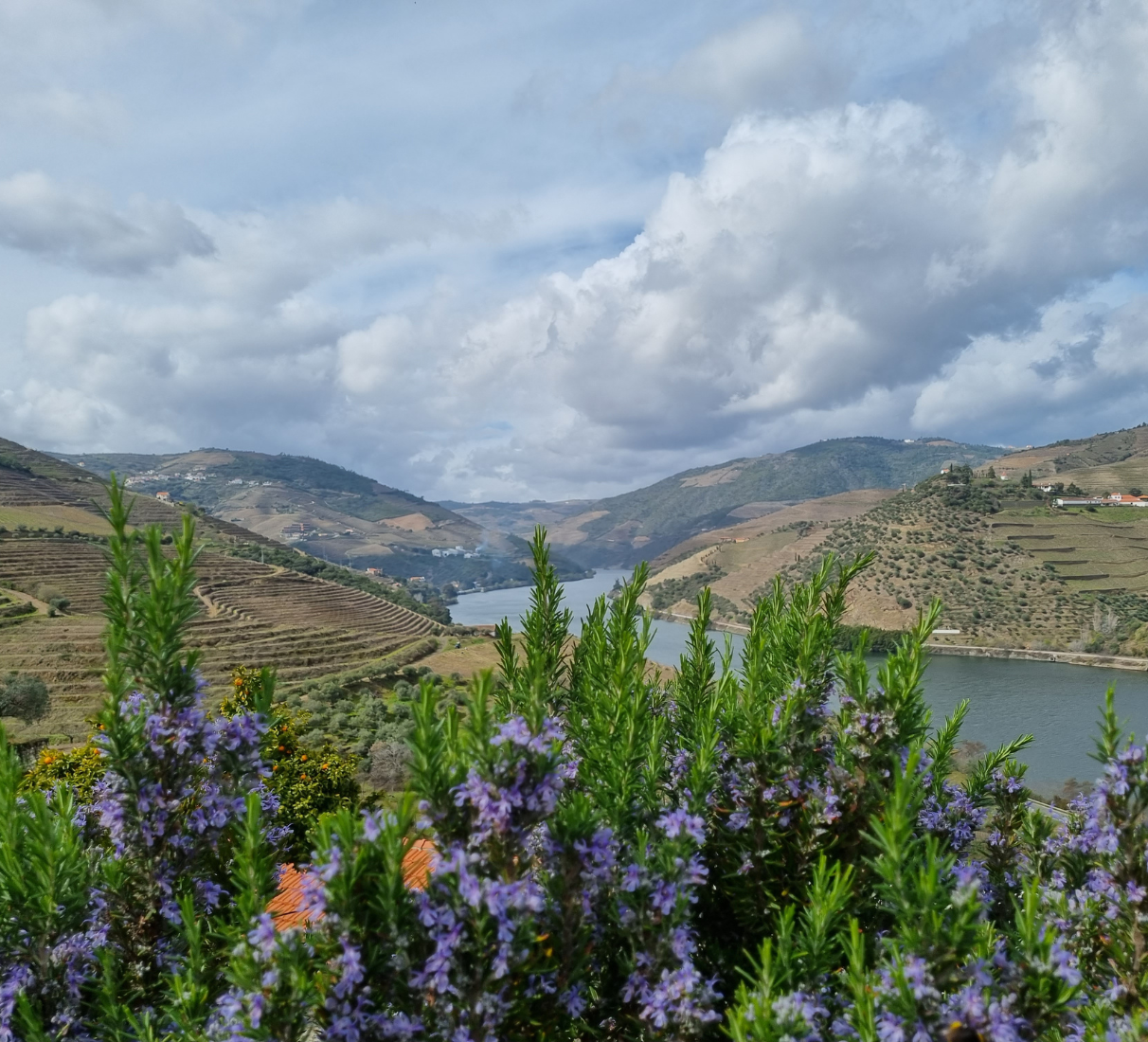 Kopke Folgazão a Rabigato Grande Reserva 2019