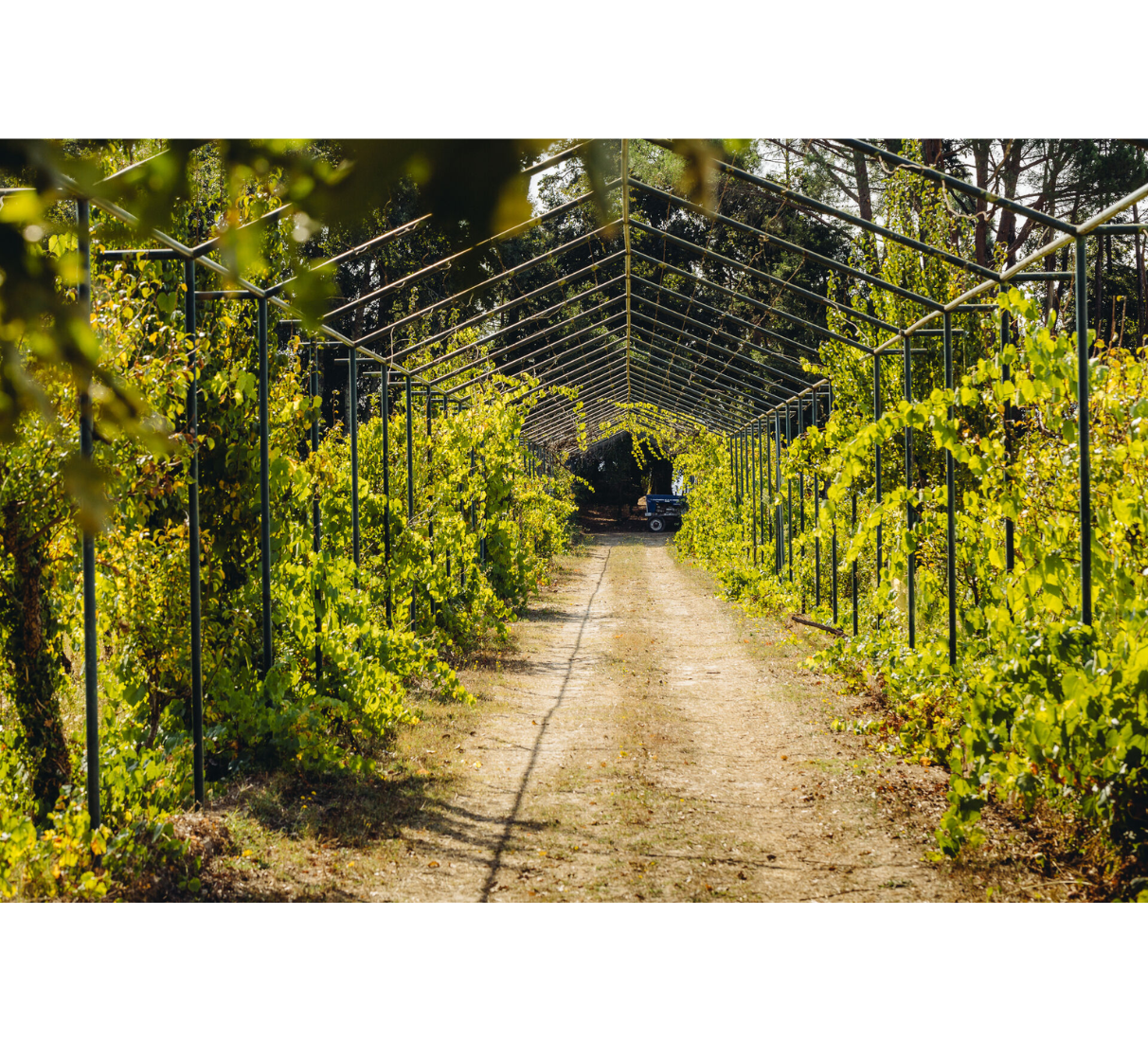 Sekt Ribeiro Santo Excellence Brut Nature