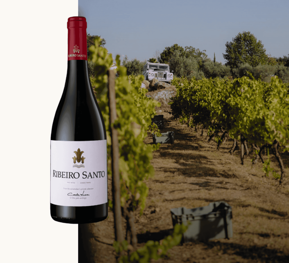 Magnum Carlos Lucas Ribeiro Santo tinto