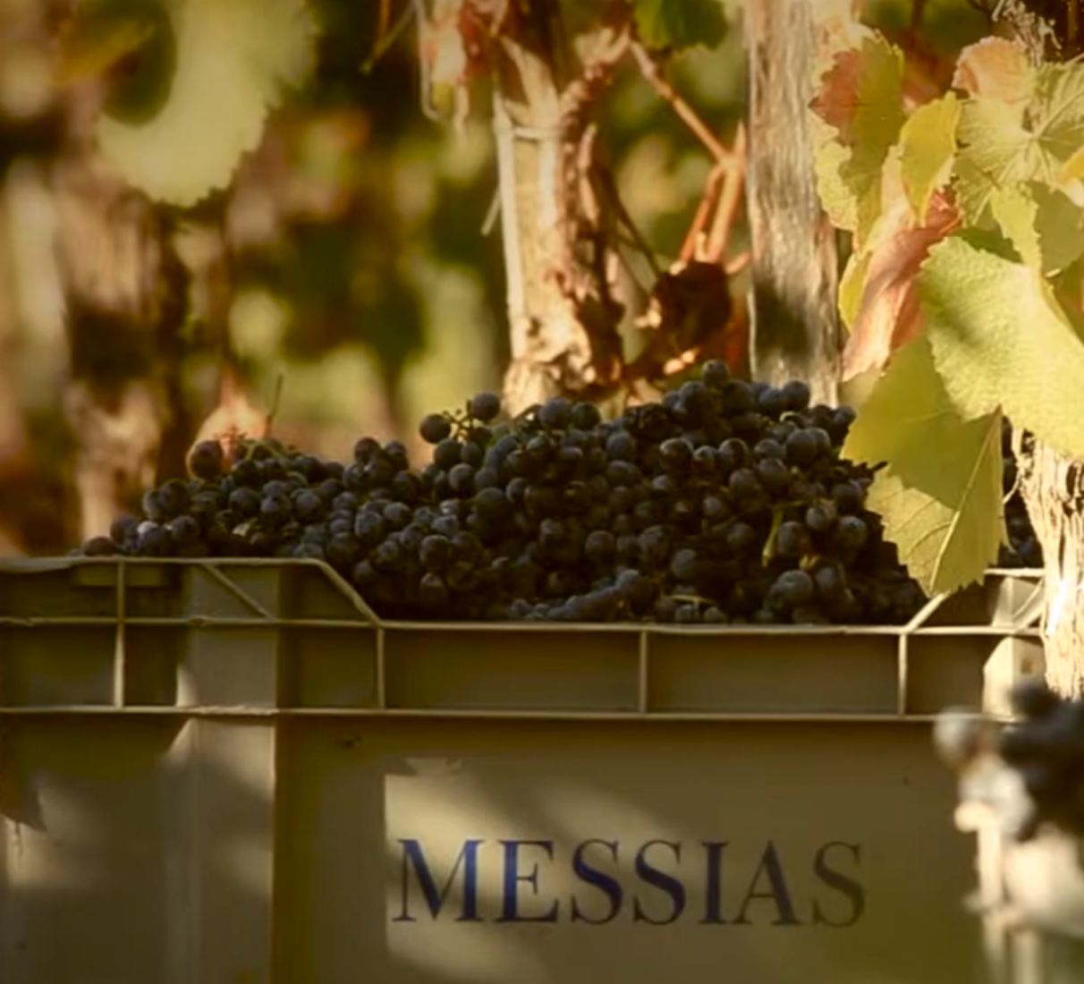 Messias Quinta do Cachão Vintage 1975