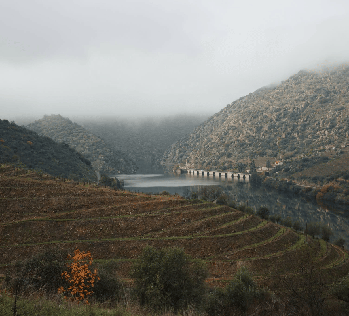 Messias Vinho Verde - bílé víno