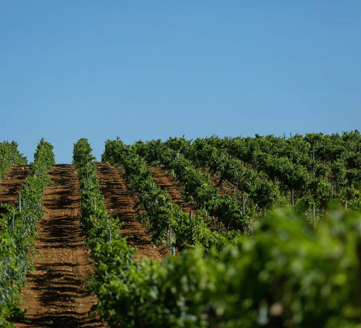 Messias Vinho Verde - bílé víno