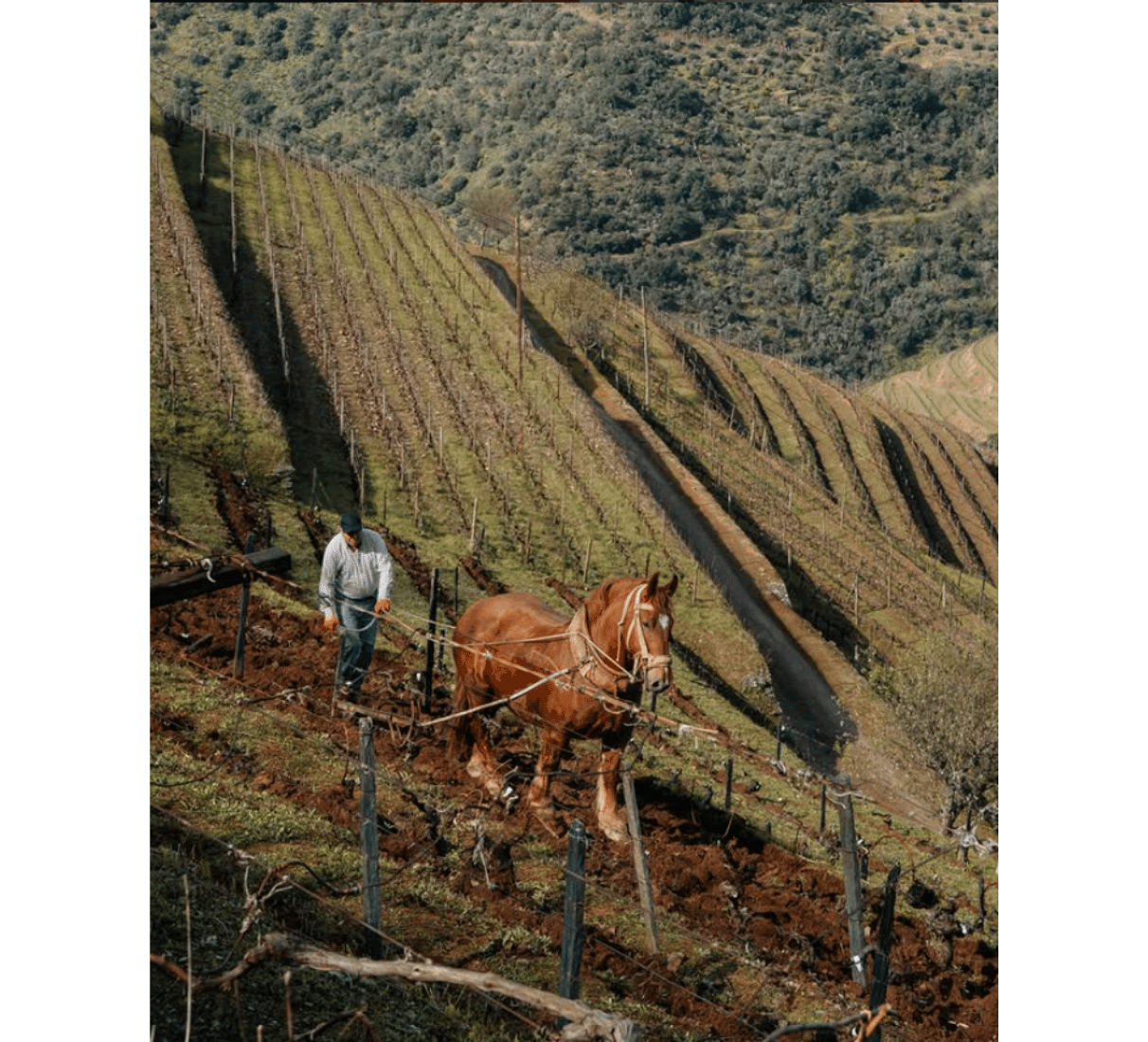 Quinta do Noval Syrah 2021 - červené víno