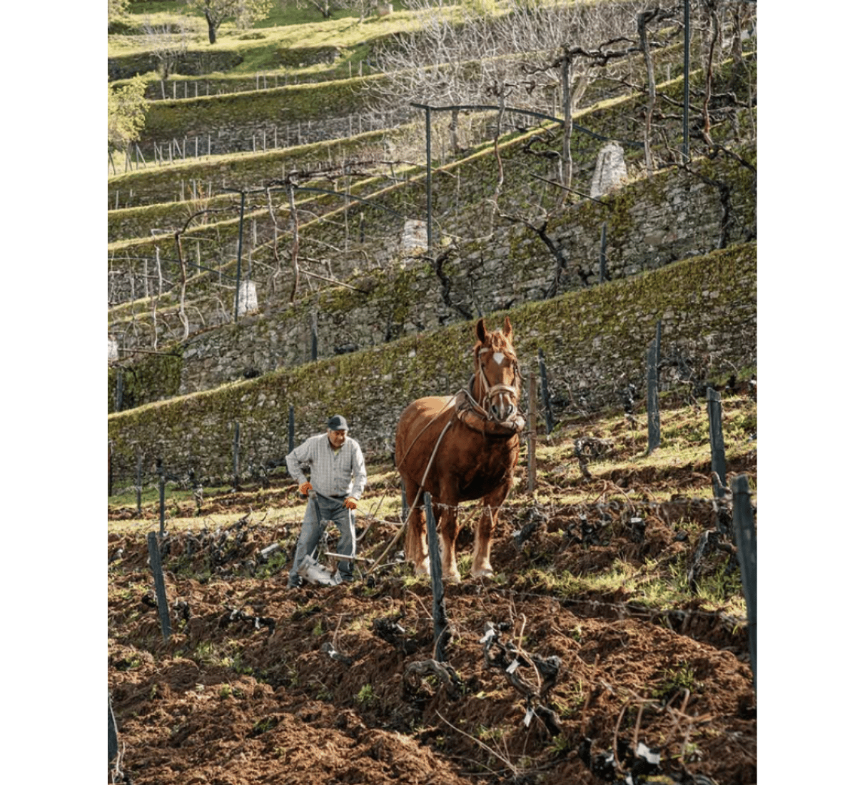 Quinta do Noval Syrah 2021 - červené víno