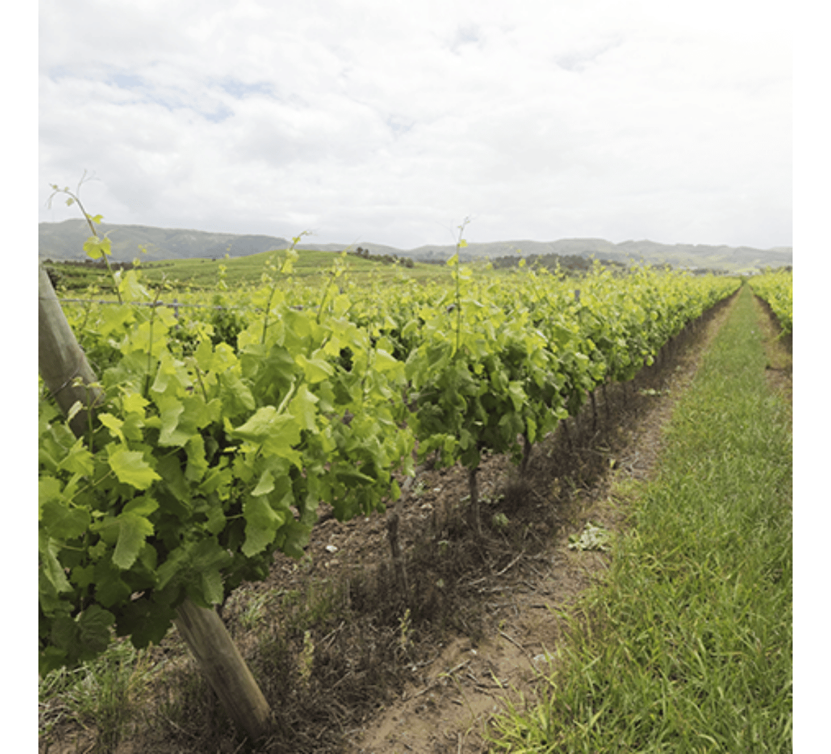 Parras Wines Casa da Gaeiras - červené víno