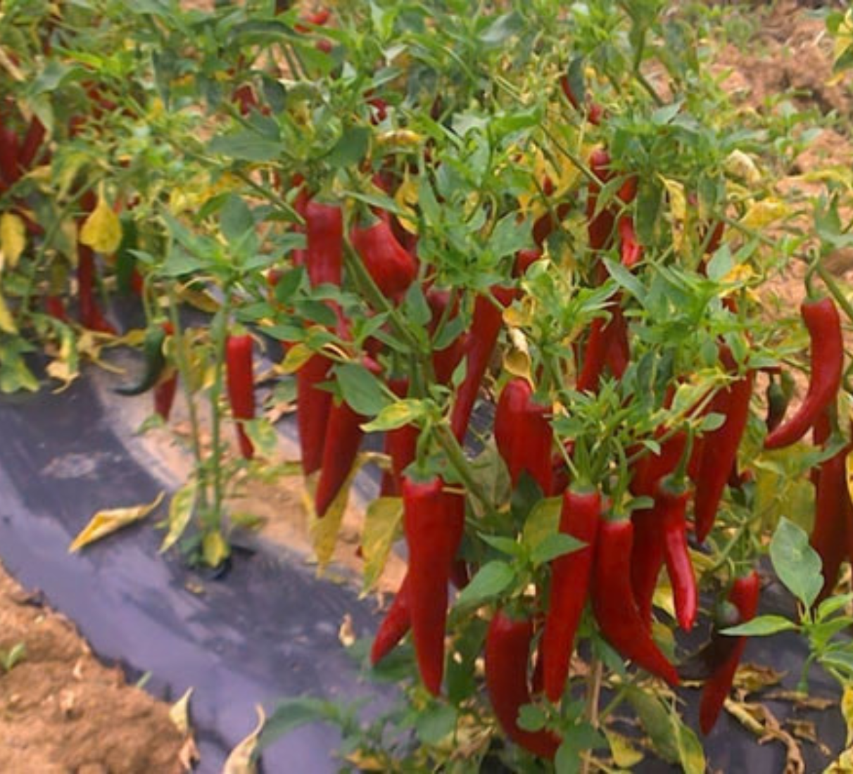 Pálivá omáčka Piri-Piri