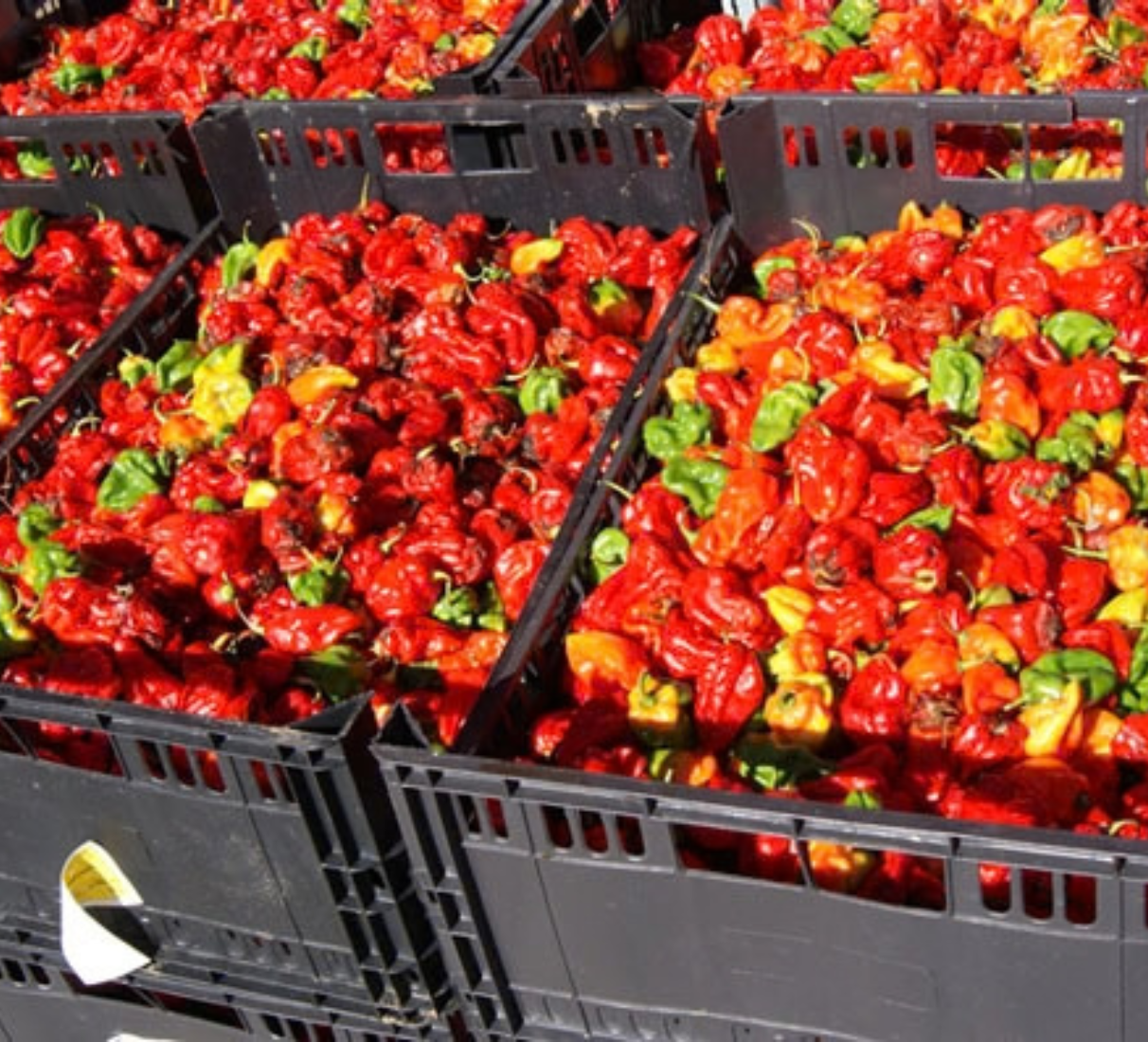 Pálivá omáčka Piri-Piri