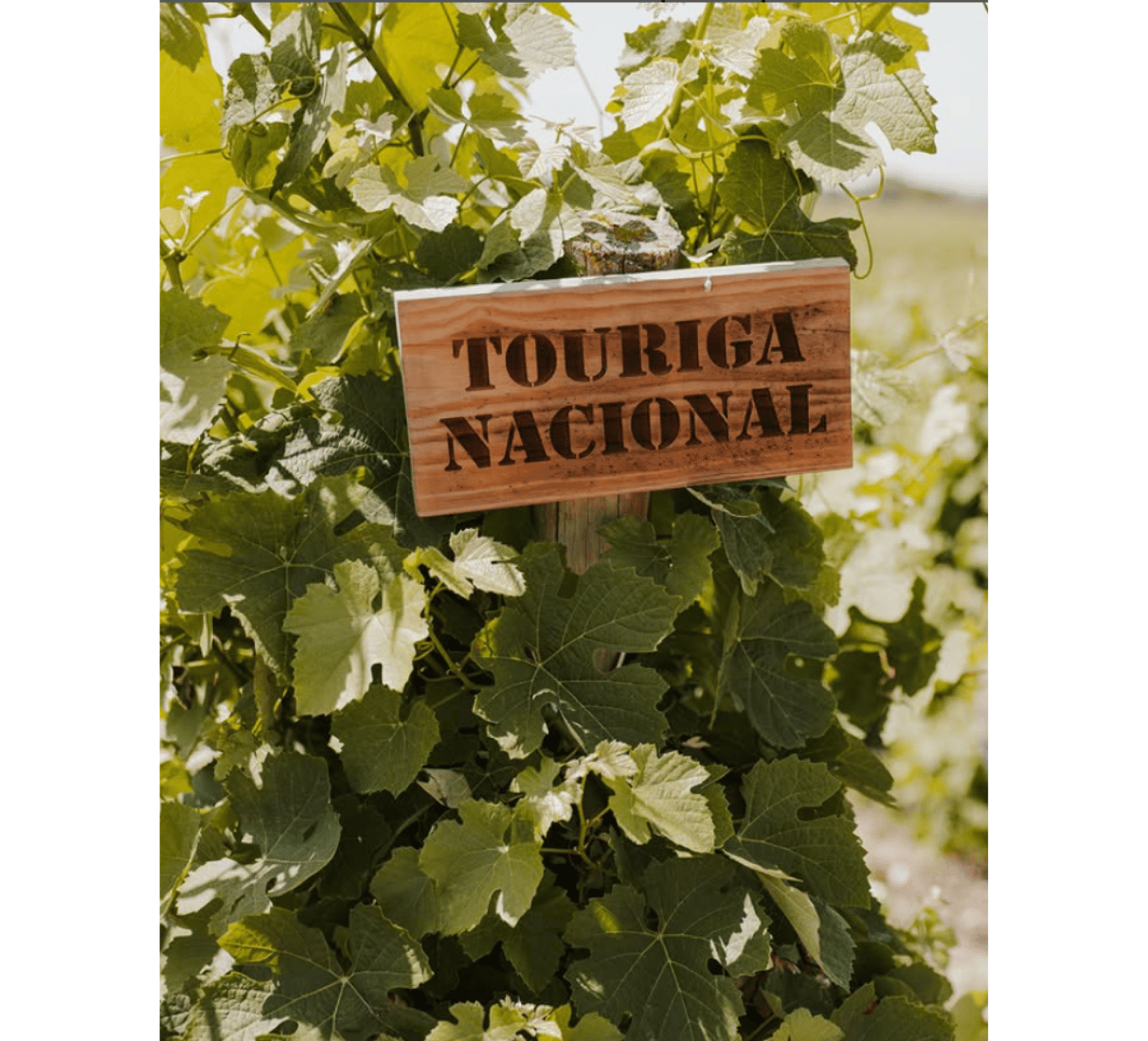 Quinta da Lapa Touriga Nacional Reserva - červené víno