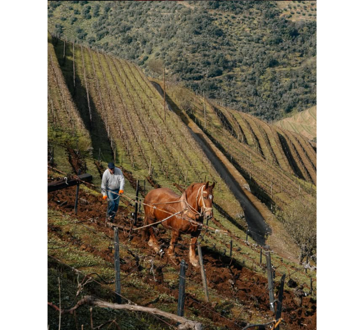 Quinta do Noval Petit Verdot - červené víno