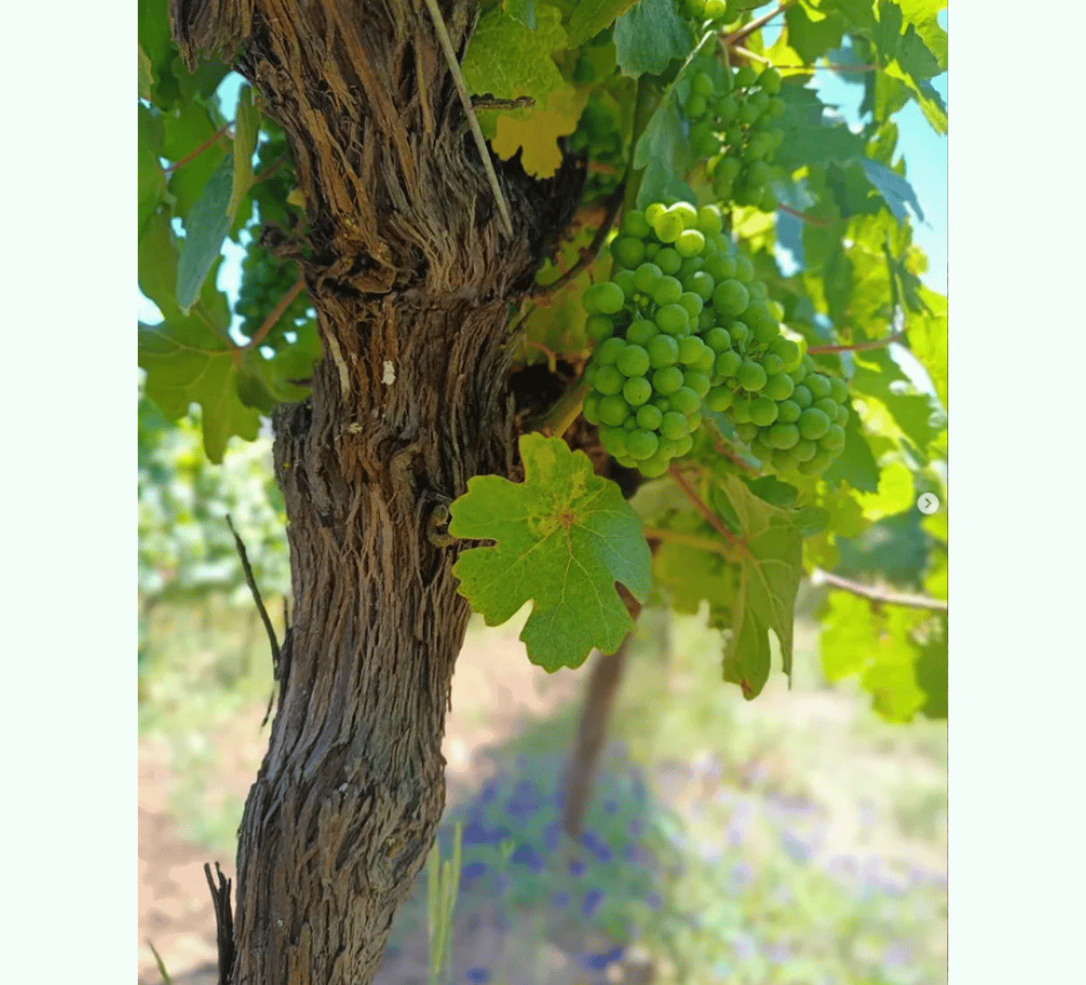 Quinta de Sant´Ana Arinto - bílé víno