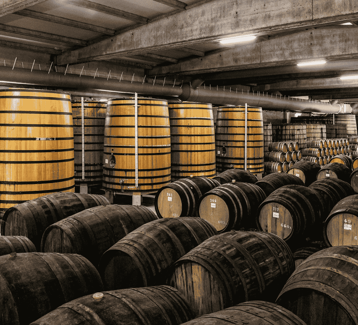 Maynard´s Tawny